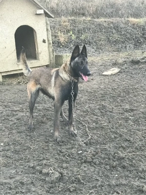 Femela malinois dresata - imagine 2