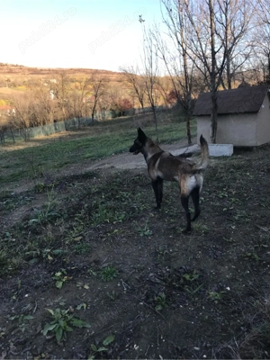 Femela malinois dresata - imagine 4