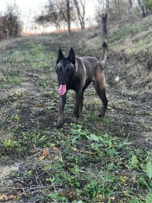 Femela malinois dresata - imagine 5