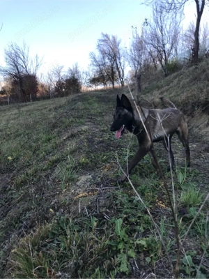 Femela malinois dresata - imagine 3