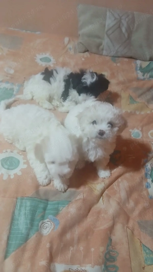 Vand catei bichon - imagine 3