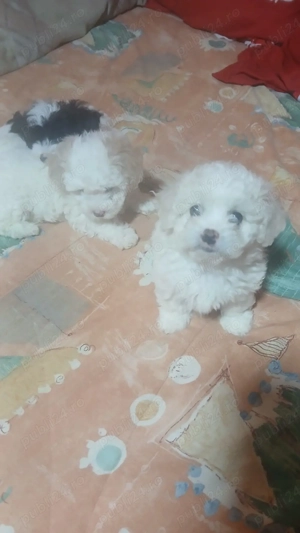 Vand catei bichon - imagine 4