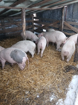 de vanzare - imagine 2