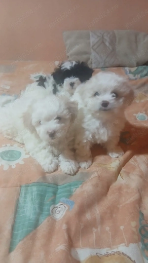 Vand catei bichon - imagine 2