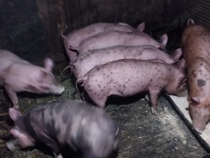 Grasunei de rasă pietrean și landras 