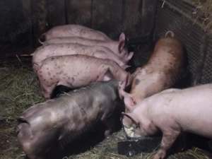 Grasunei de rasă pietrean și landras  - imagine 5