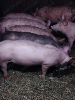 Grasunei de rasă pietrean și landras  - imagine 2