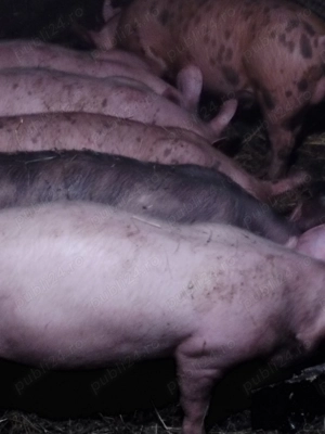 Grasunei de rasă pietrean și landras  - imagine 3