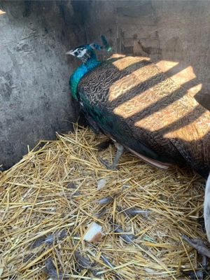 pereche de pauni !! - imagine 2