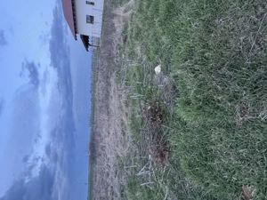 De vânzare teren intravilan Săcălaz, 717 mp. Zonă excelentă! - imagine 2