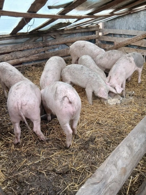 de vanzare - imagine 4