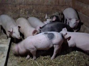 vând 8 soldanasi  ,medie  35 kg (masculi castraţi) - imagine 2