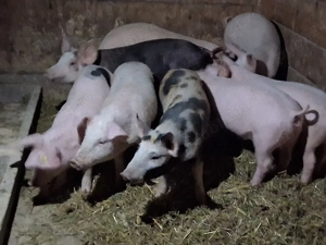 vând 8 soldanasi  ,medie  35 kg (masculi castraţi)