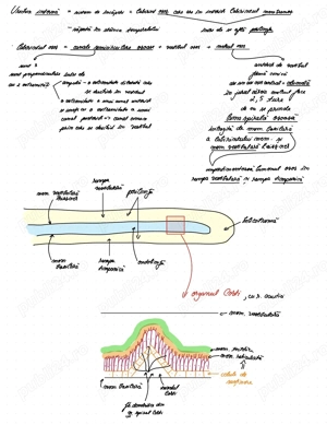 Admitere Medicina Sibiu - imagine 2