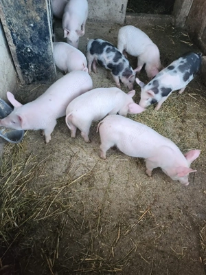 vand purcei cu varsta de 12 saptamani - imagine 2