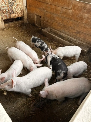 vand purcei cu varsta de 12 saptamani - imagine 3