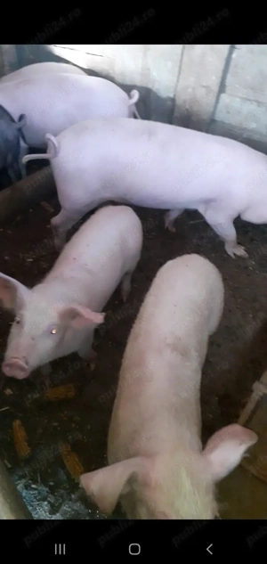 Godaci de vânzare  - imagine 2