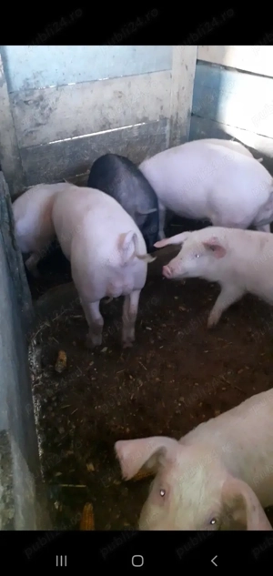 Godaci de vânzare  - imagine 4