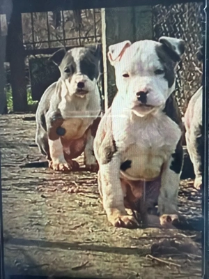 amstaf blue cu pedigree  - imagine 2