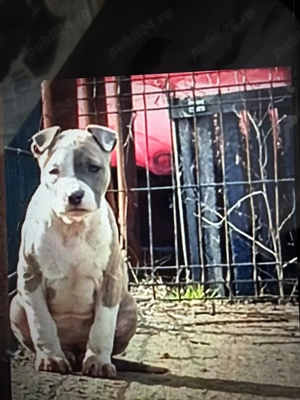 amstaf blue cu pedigree  - imagine 3