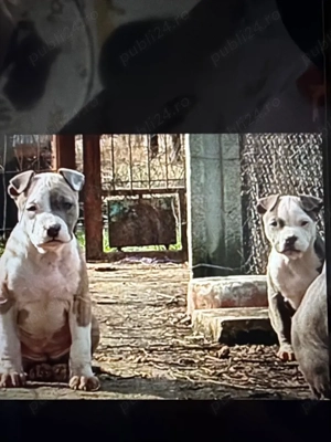 amstaf blue cu pedigree  - imagine 5