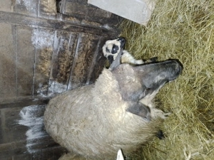 Vînd 2 oi cu cîte o mieluță fiecare