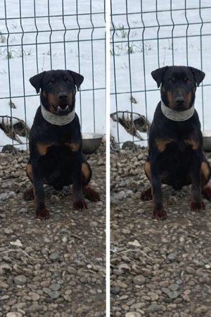 Mascul JagdTerrier jagd terrier