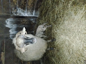 Vînd 2 oi cu cîte o mieluță fiecare - imagine 3