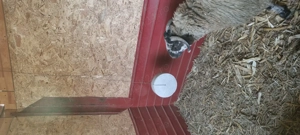 De vanzare 2 oi si un berbec tinere ,ofer posibilitate schimb cu porci