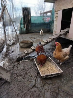 Marian Ionescu  - imagine 2