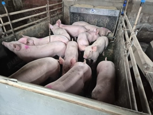 Vând purcei de carne - imagine 2