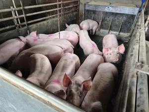 Vând purcei de carne - imagine 4