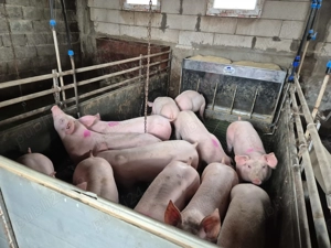 Vând purcei de carne - imagine 3