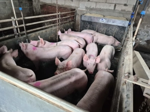 Vând purcei de carne