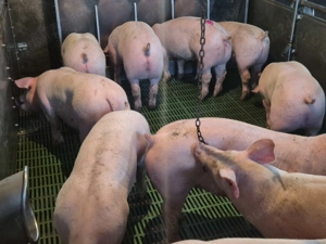 Vând purcei de carne - imagine 3