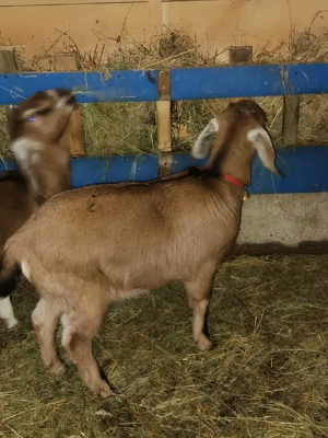 Vînd 2 ieduțe anglolubiene - imagine 4