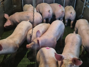 Vând purcei de carne - imagine 4