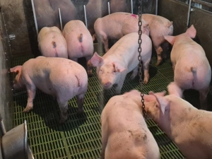 Vând purcei de carne - imagine 2