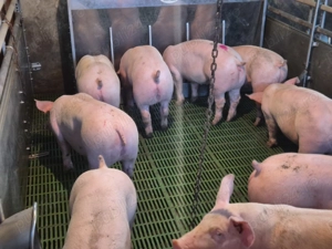 Vând purcei de carne