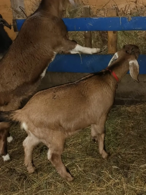 Vînd 2 ieduțe anglolubiene - imagine 5