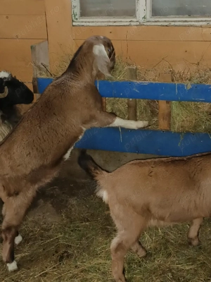 Vînd 2 ieduțe anglolubiene - imagine 2