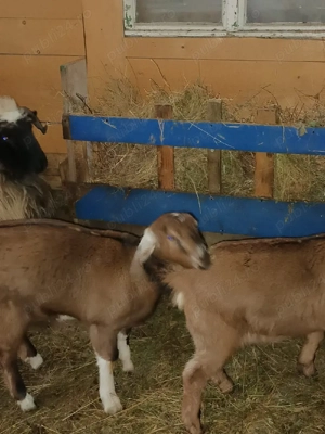 Vînd 2 ieduțe anglolubiene - imagine 3