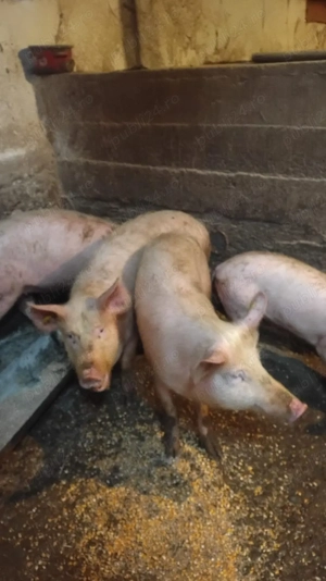 Soldani de vânzare  - imagine 2