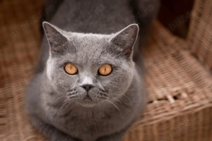 Motan British Shorthair blue