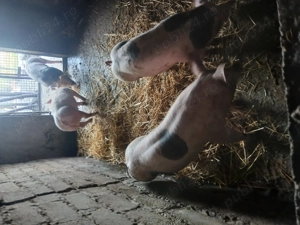 Porci de vînzare  - imagine 2