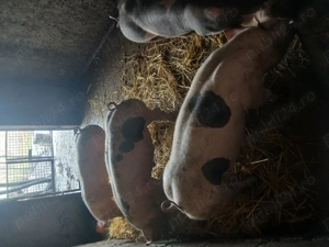 Porci de vînzare  - imagine 3