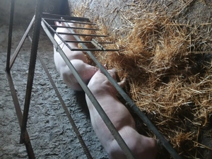 Porci de vînzare  - imagine 4