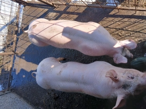 Porci de vînzare  - imagine 5