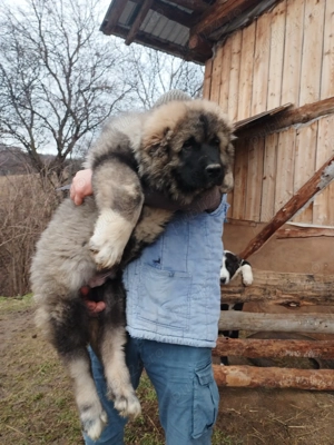 Ciobanesc Caucazian Mascul! Arges