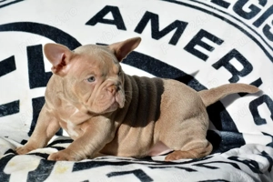 American bully micro